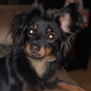 Meet your Posher, Brandy